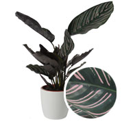 Calathea 'Ornata' + White Cachepot